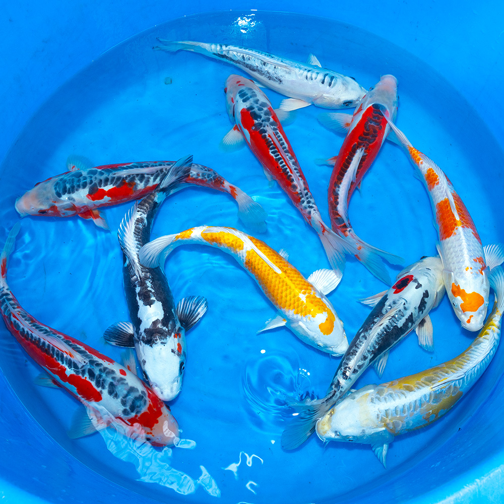 Koi Trade Auctions - Azukari Koi